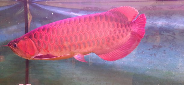 arowana