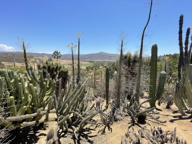 saguaro