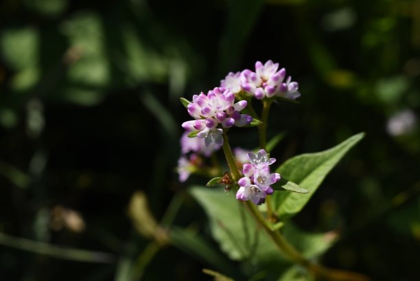 polygonum