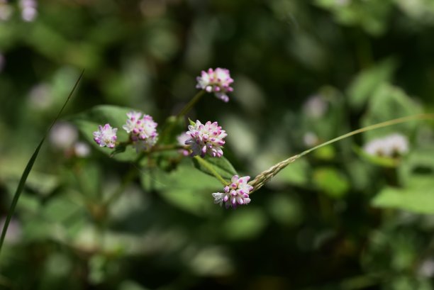 polygonum