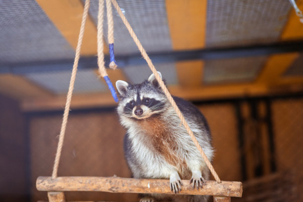 captivity