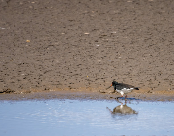 haematopus