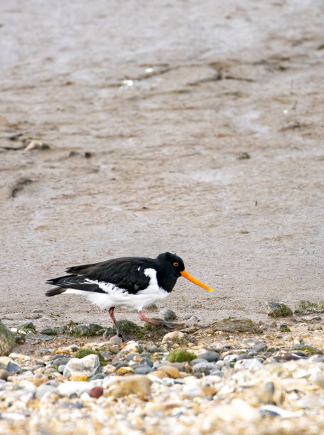 haematopus