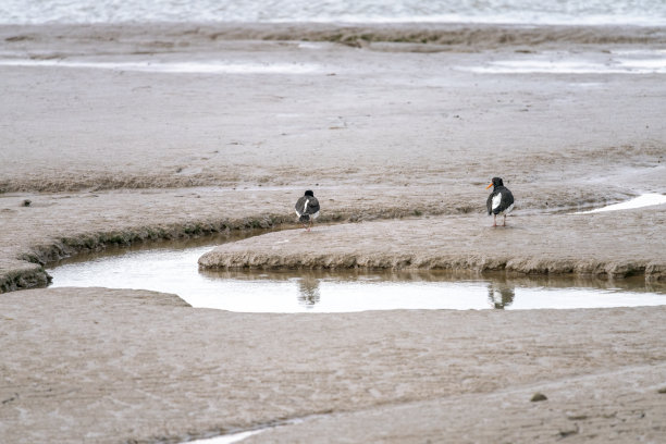haematopus