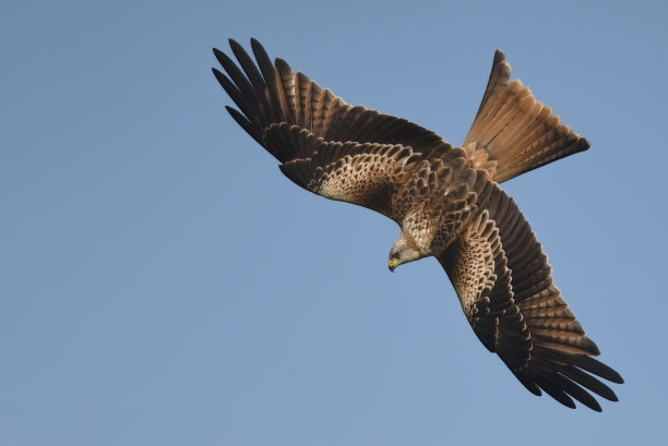 falcon