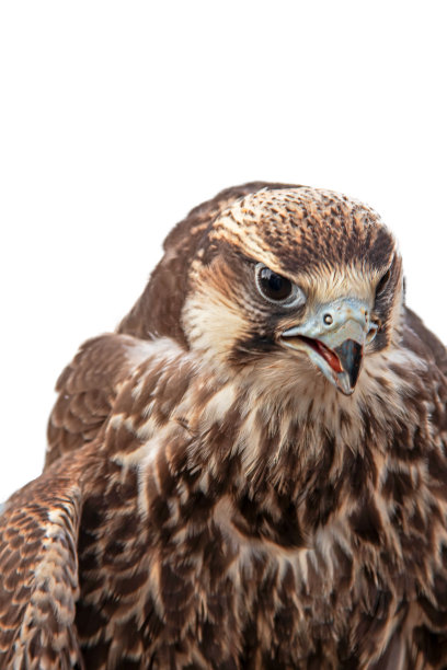 falcon