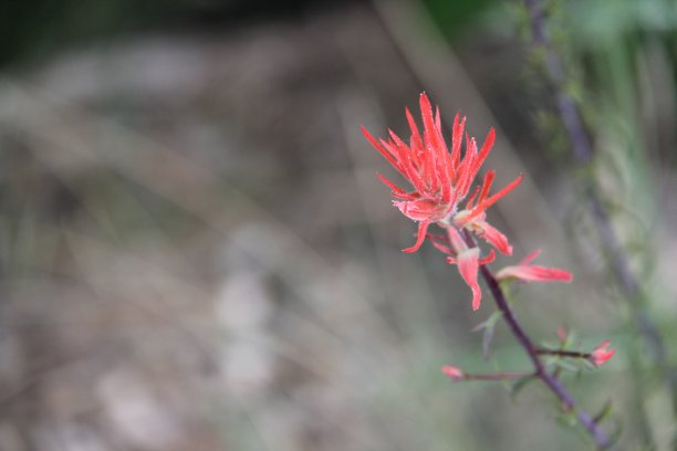 hawkweed