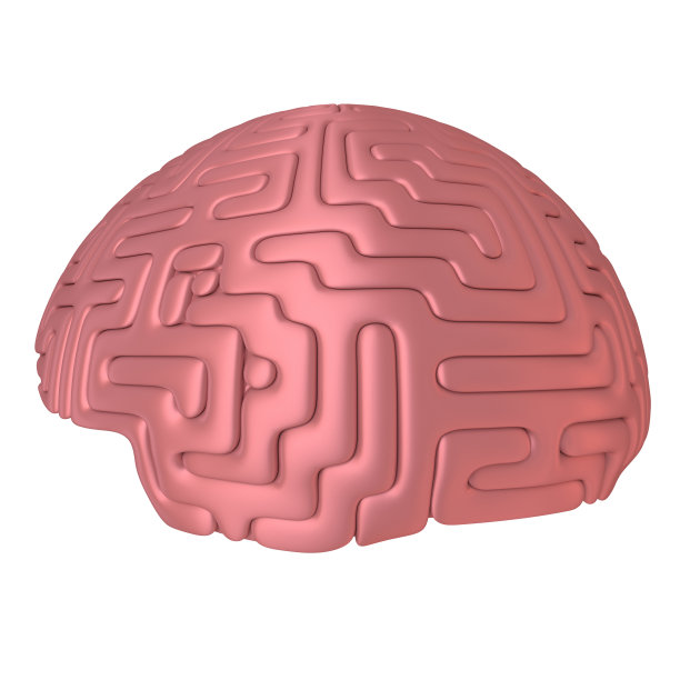cerebrum