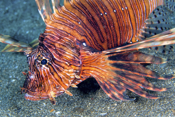 lionfish