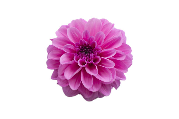 菊花,大丽花属,花蕾