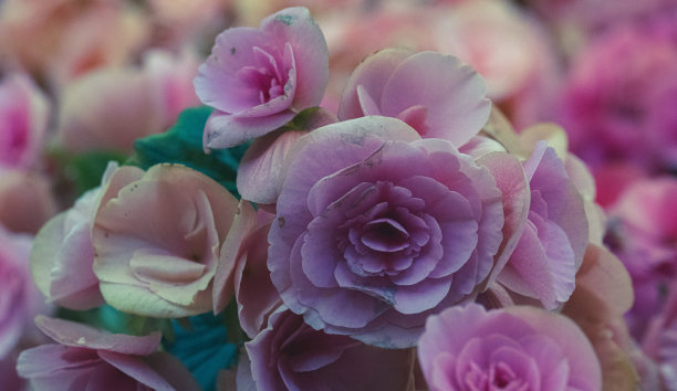 暗色水珠玫瑰花装饰背景