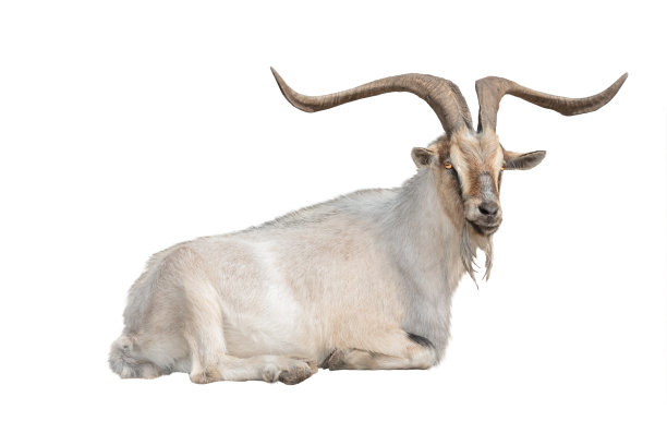 goat