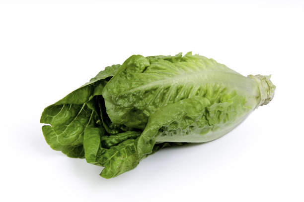lactuca