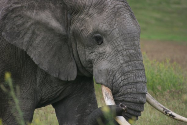 ivory