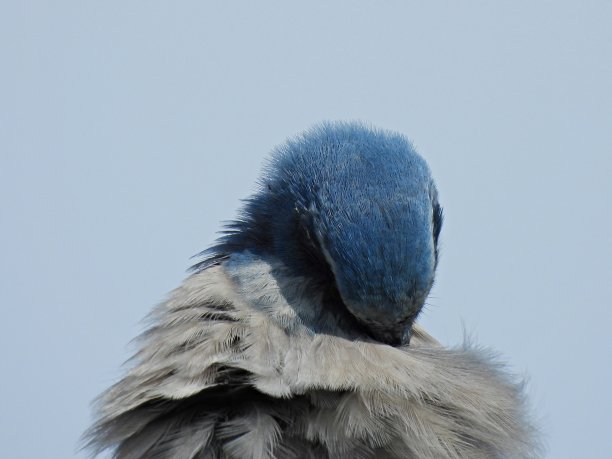 preen