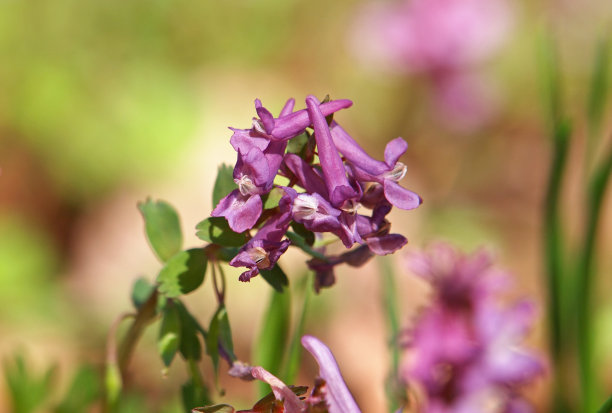 corydalis