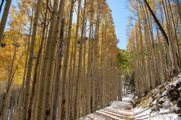 aspen