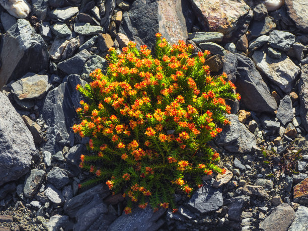 rhodiola