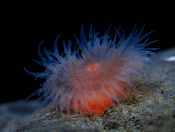 anemone