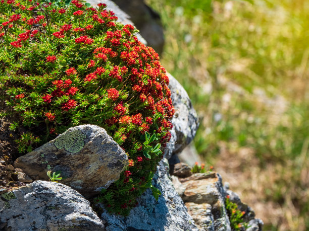 rhodiola