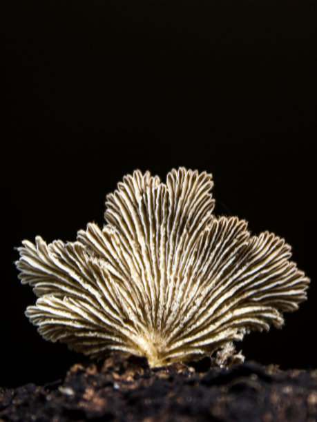gills