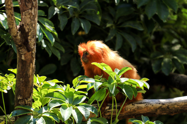 saguinus