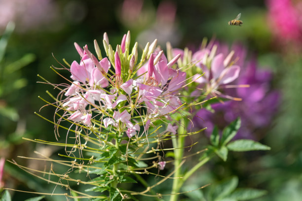 cleome