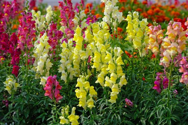 snapdragon