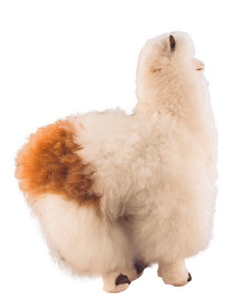 llama