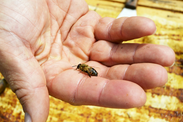 beekeeper