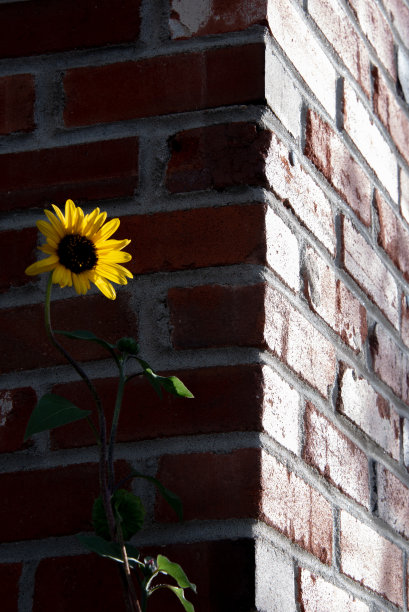 墙上的向日葵
