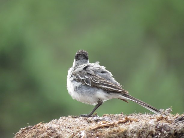 wagtail