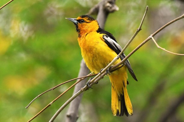 ornithology