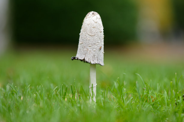 coprinus