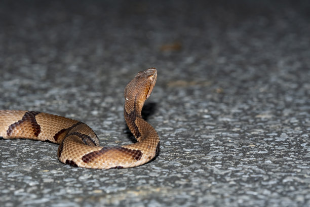 copperhead