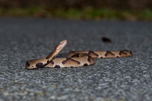copperhead