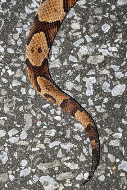 copperhead