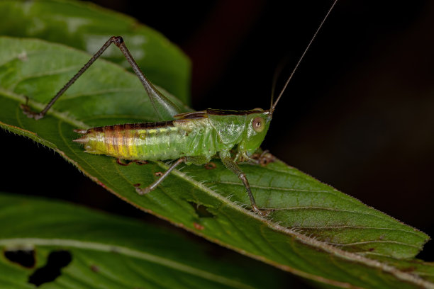 katydid