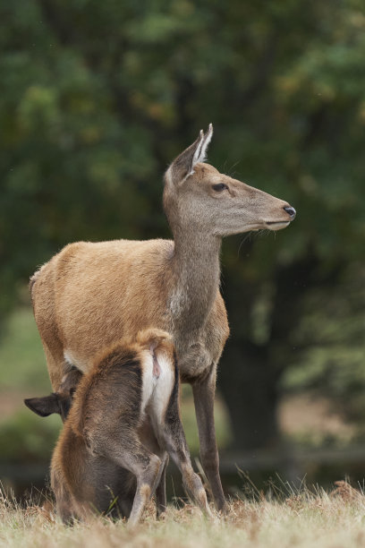 doe