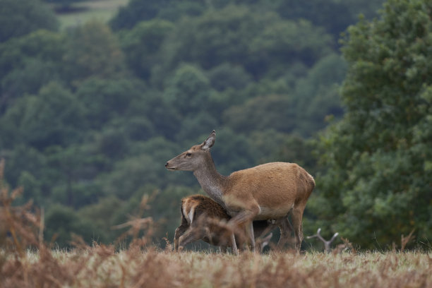 doe