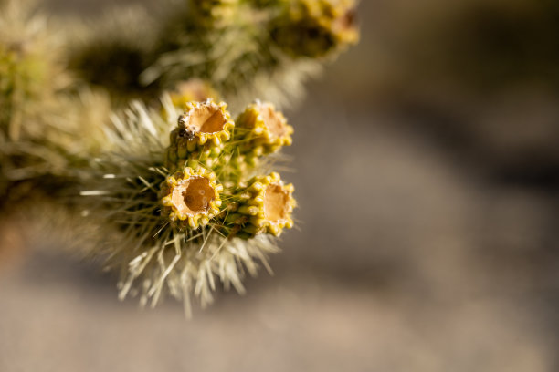 cholla