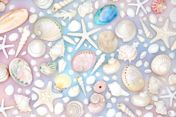 conch