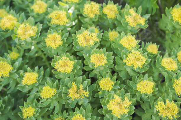 rhodiola