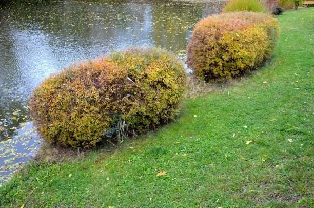 filipendula
