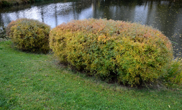 filipendula