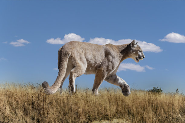 panthera