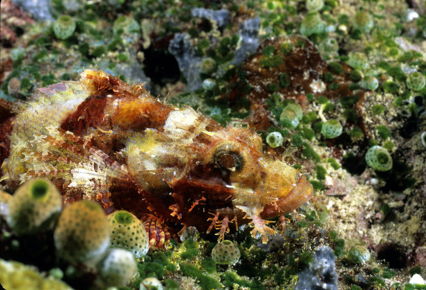 pterois
