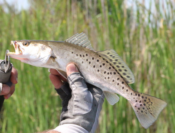 salvelinus