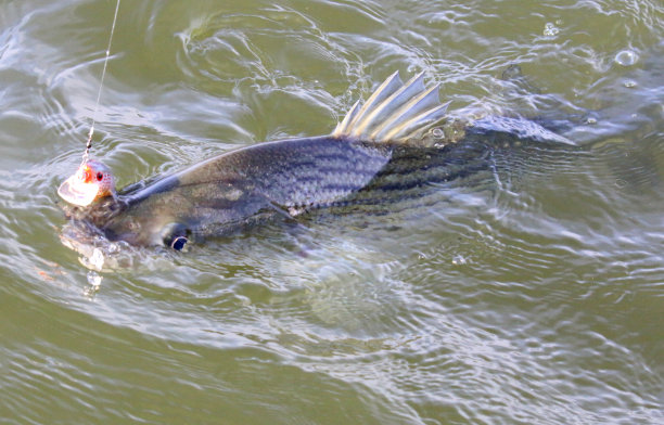 rockfish
