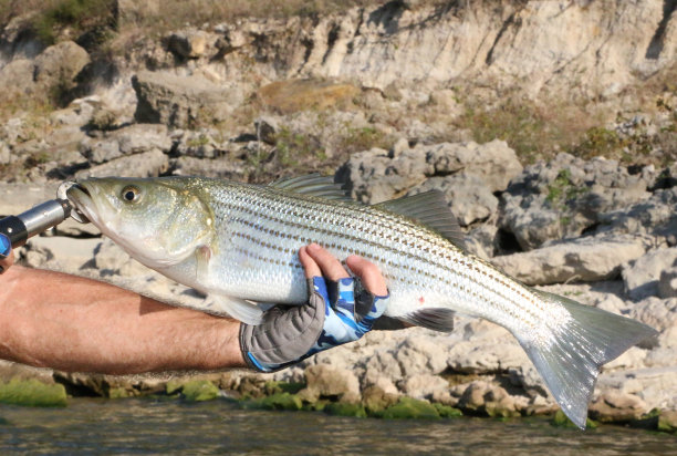 rockfish